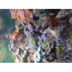 Synchiropus picturatus